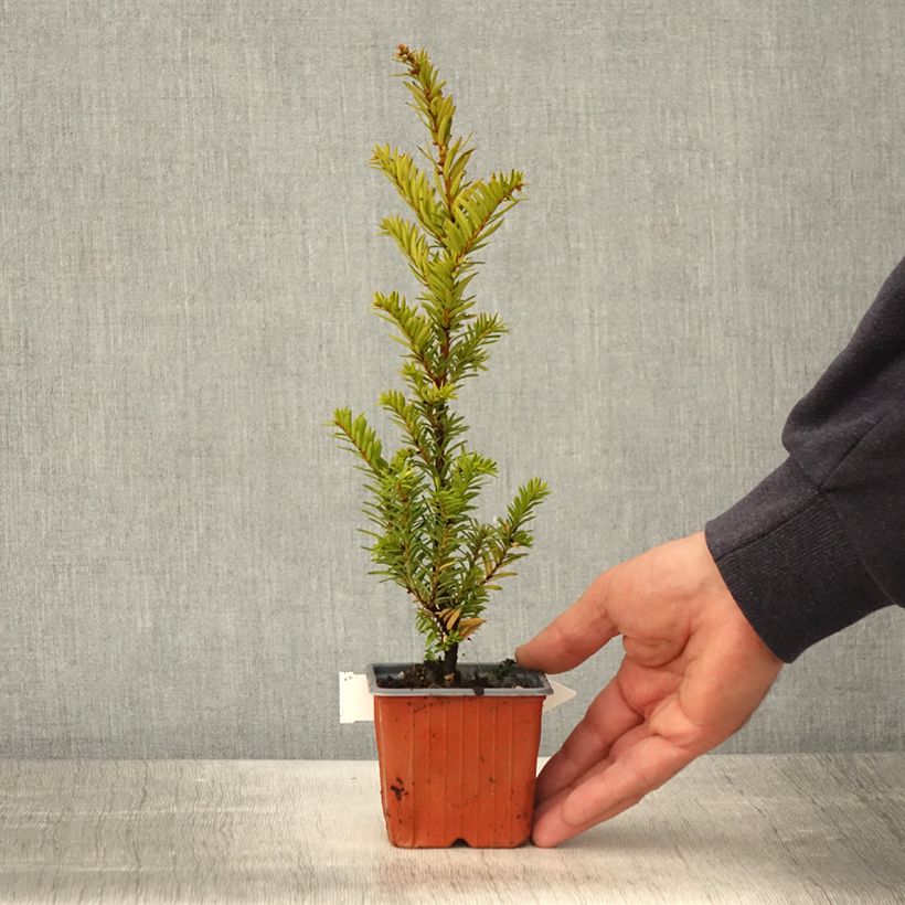 Taxus baccata Kupfergold - Yew 8/9 cm pot sample as delivered in spring