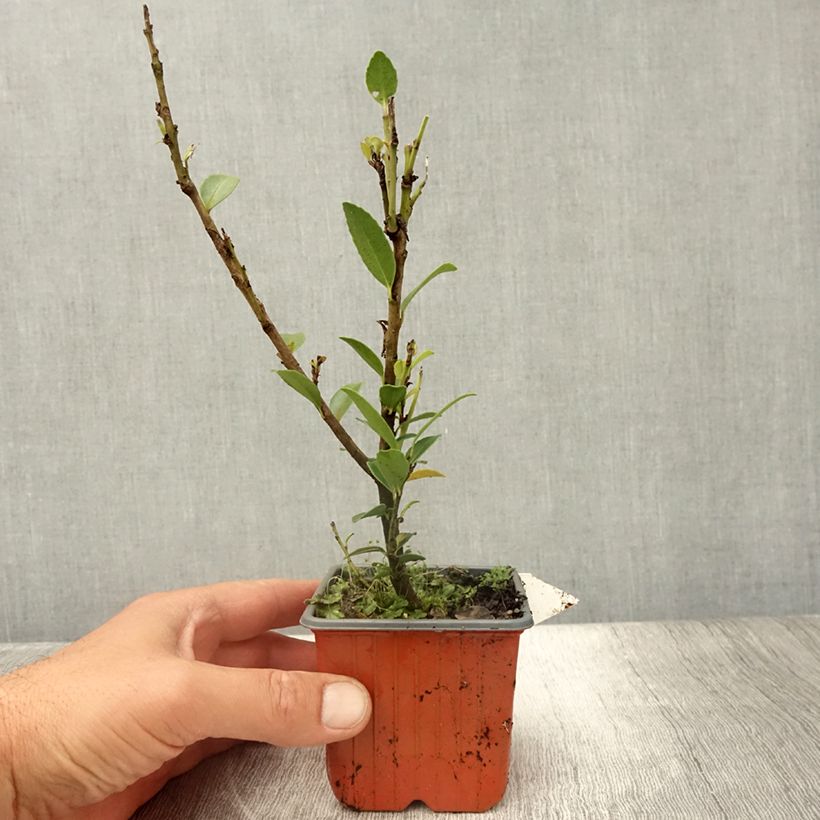 Ilex maximowicziana Kanehirae - Houx Mutchagara  - Godet de 8/9 cm sample as delivered in summer