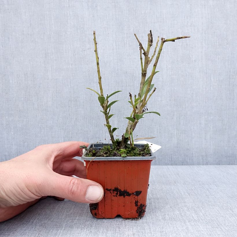 Ilex maximowicziana Kanehirae - Houx Mutchagara  - Godet de 8/9 cm sample as delivered in winter