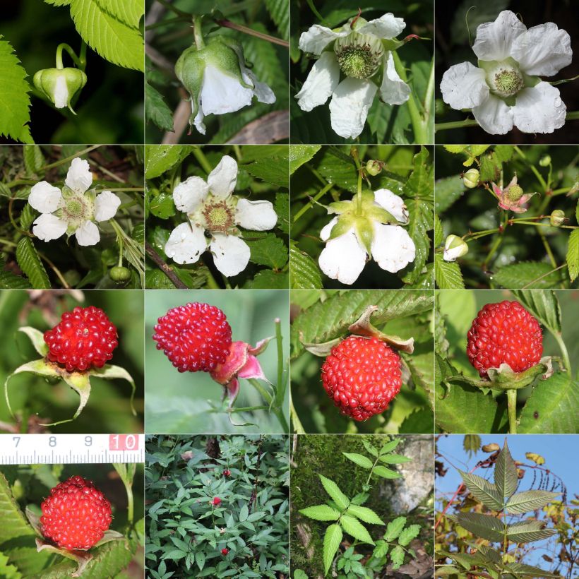 Rubus illecebrosus - Framboisier fraise japonais Godet de 8/9 cm sample as delivered in summer