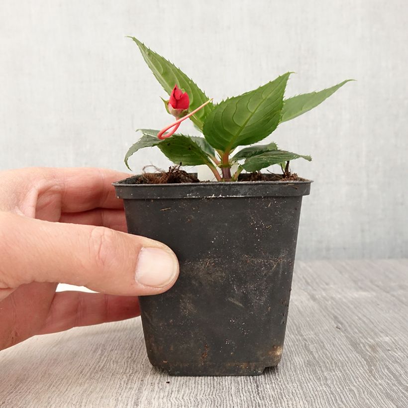 Impatiens SunPatiens Compact Red - pot de 10/11cm sample as delivered in spring