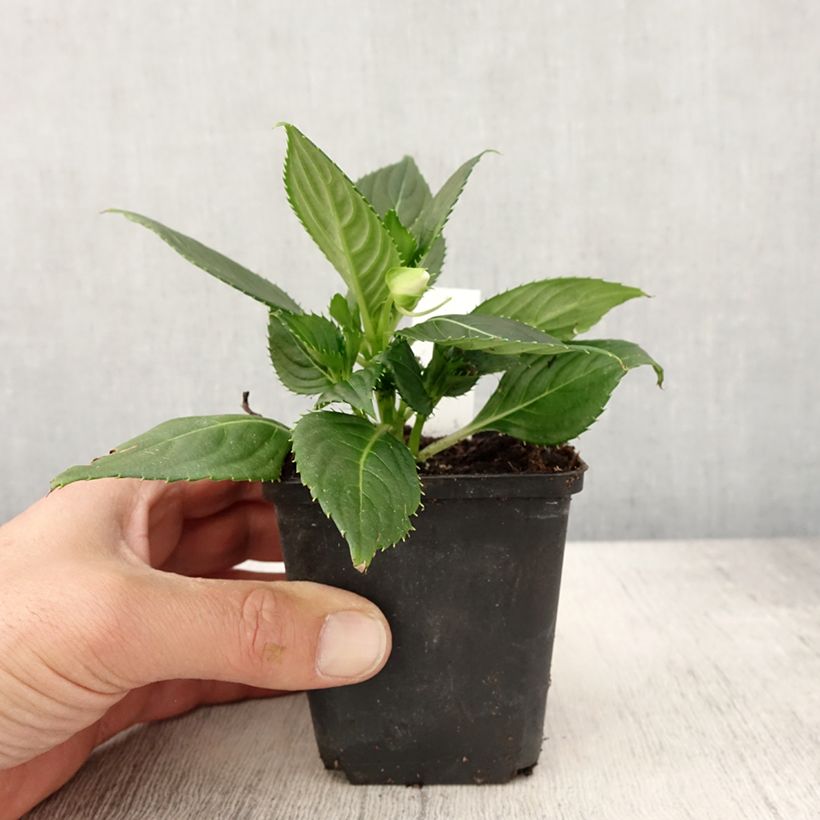 Impatiens SunPatiens Vigorous Clear White - Pot de 10 cm/11cm sample as delivered in spring