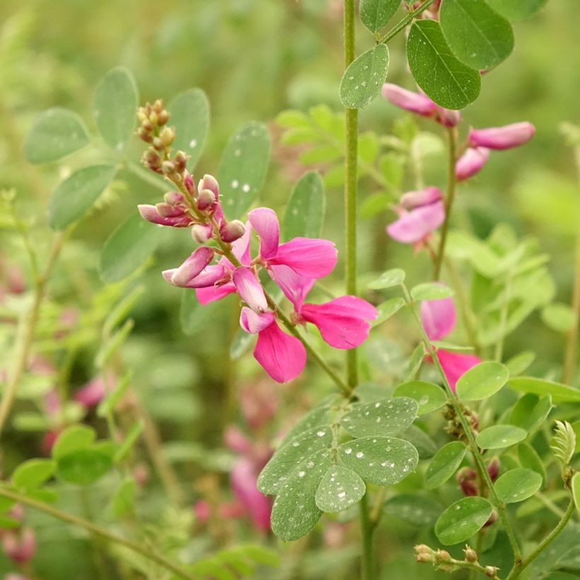 Indigofera heterantha (Flowering)