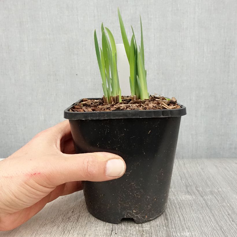 Iris sibirica Double Standard - Siberian Iris 1.5L/2L pot sample as delivered in spring