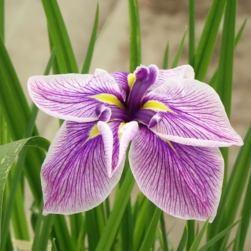 Iris ensata Cheese Cake - Japanese Water Iris (Flowering)