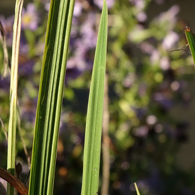 Iris ensata Dinner Plate Sundae - Japanese Water Iris (Foliage)