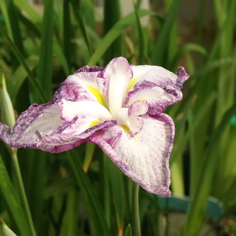 Iris ensata Dinner Plate Tiramisu - Japanese Water Iris (Flowering)