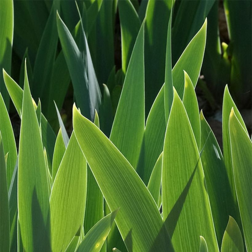 Iris germanica Anaconda Love - Bearded Iris (Foliage)