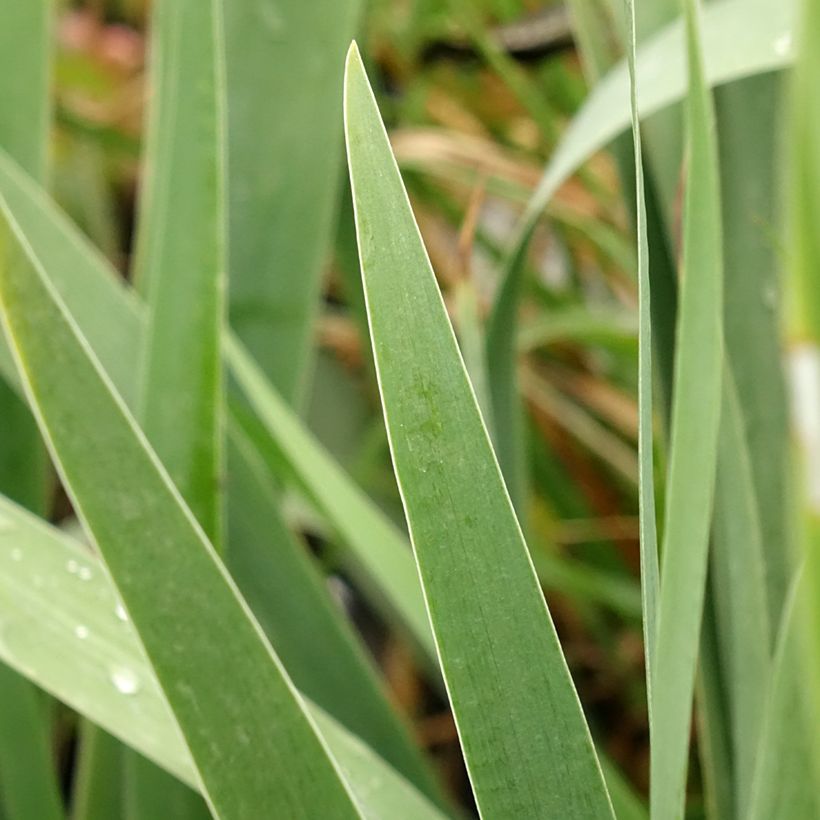 Iris germanica Harbor Blue - Bearded Iris (Foliage)