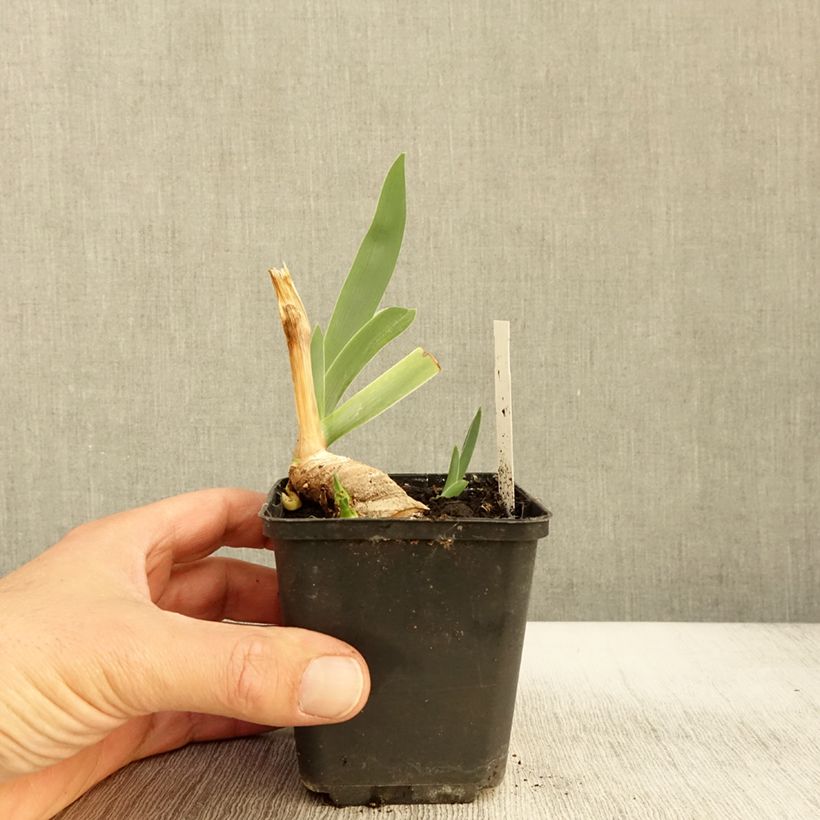 Iris germanica Lark Ascending Rhizome sample as delivered in autumn