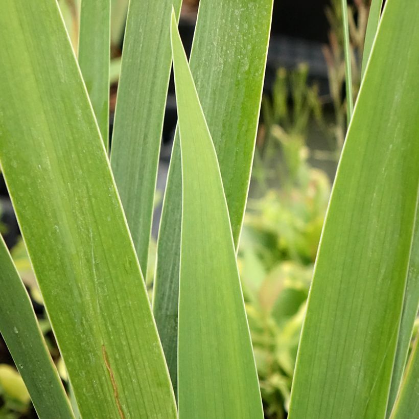 Iris Natchez Trace - Tall Bearded Iris (Foliage)