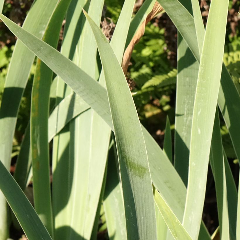 Iris Sunset Sky - Tall Bearded Iris (Foliage)