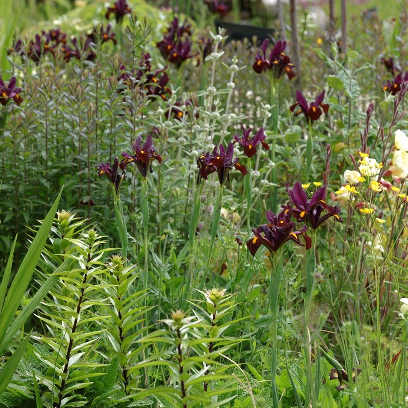 Iris x hollandica Red Ember (Plant habit)