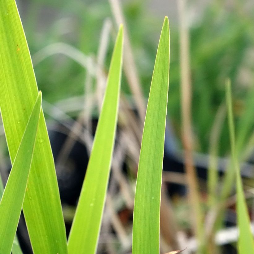 Iris laevigata - Water Iris (Foliage)