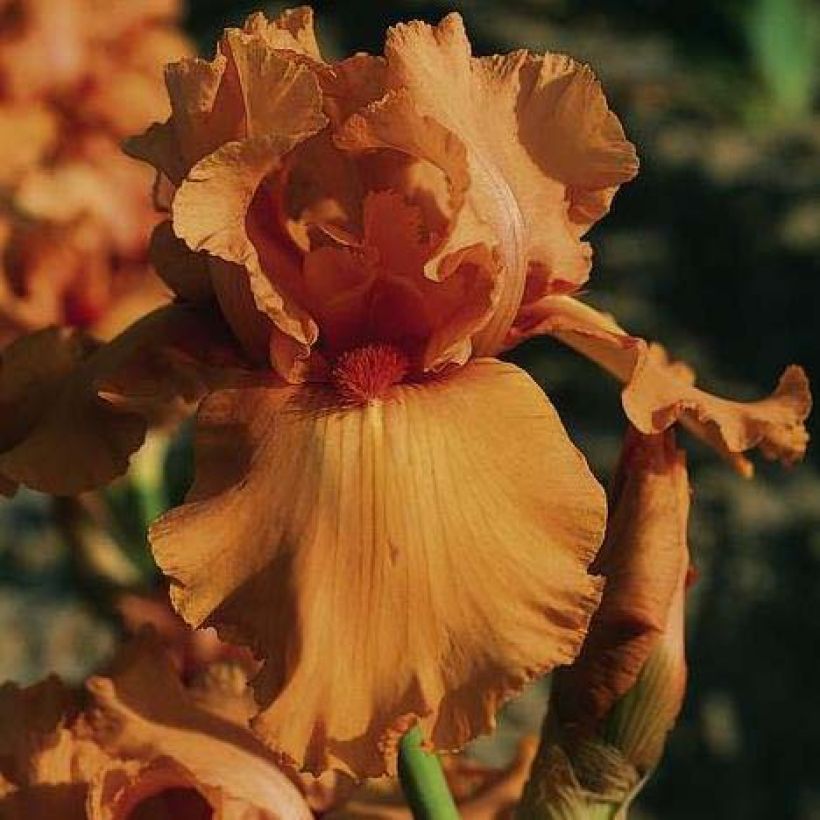 Iris Orange Embers - Tall Bearded Iris (Flowering)