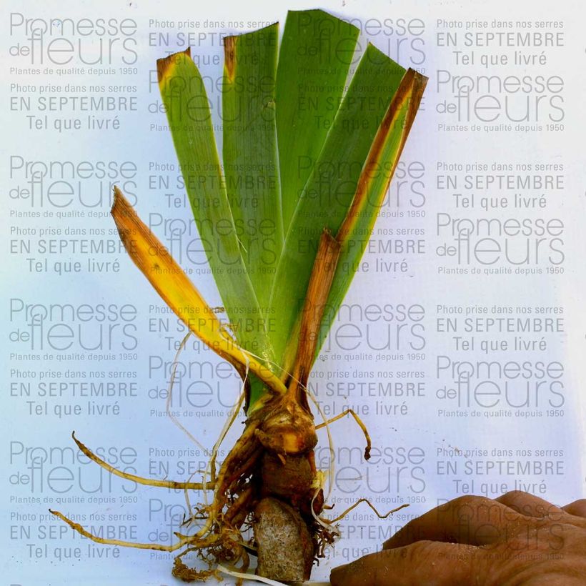 Example of Iris Orange Embers - Tall Bearded Iris specimen as delivered