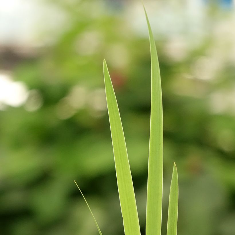 Iris setosa (Foliage)