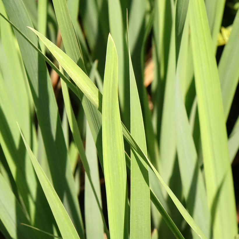 Iris sibirica Bundle of Joy - Siberian Iris (Foliage)