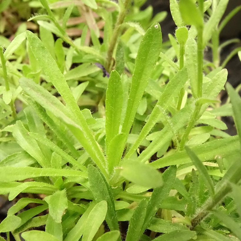 Jasione laevis Blaulicht (Foliage)