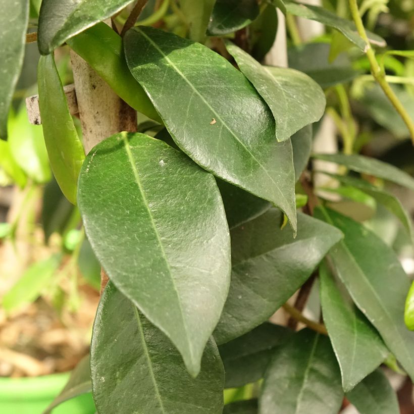 Trachelospermum jasminoïdes Star Of Venice - Star Jasmine (Foliage)