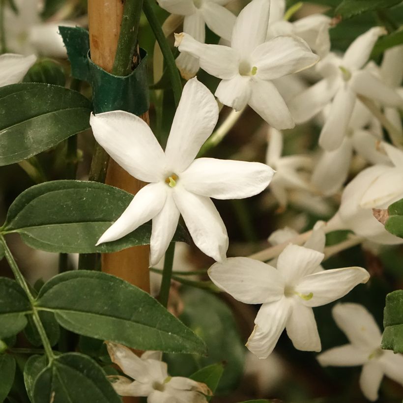 Jasminum polyanthum - Pink Jasmine (Flowering)