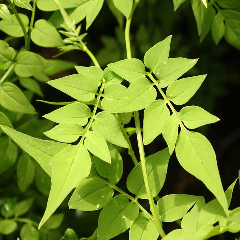 Jasminum officinale Clotted Cream - Common jasmine (Foliage)