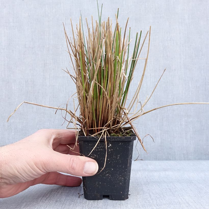 Juncus effusus - Jonc diffus - Godet de 8/9 cm sample as delivered in winter