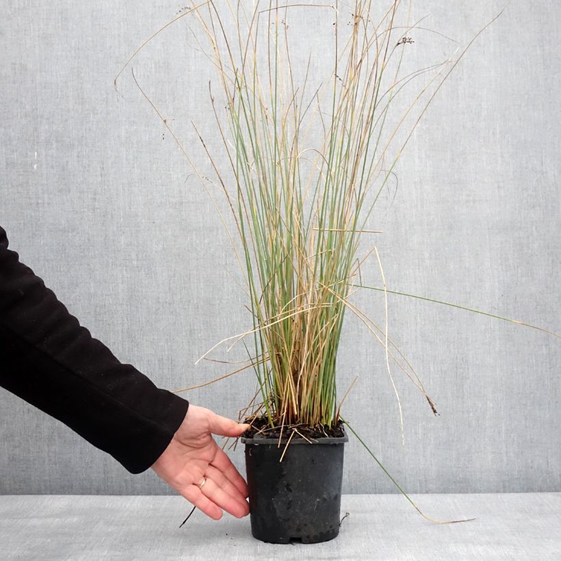 Juncus inflexus Blue Arrows - Jonc glauque Pot de 2L/3L sample as delivered in winter