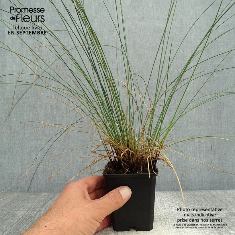 Juncus inflexus - Jonc des jardiniers en godet de 9 cm sample as delivered in autumn