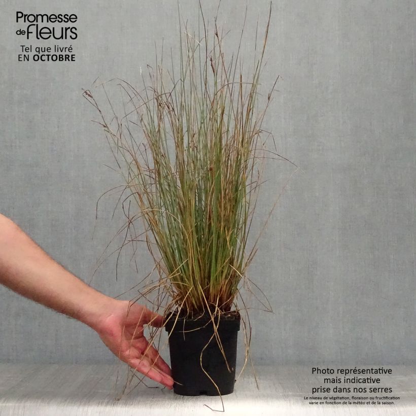 Juncus inflexus - Jonc des jardiniers en pot de 2/3 litres sample as delivered in autumn