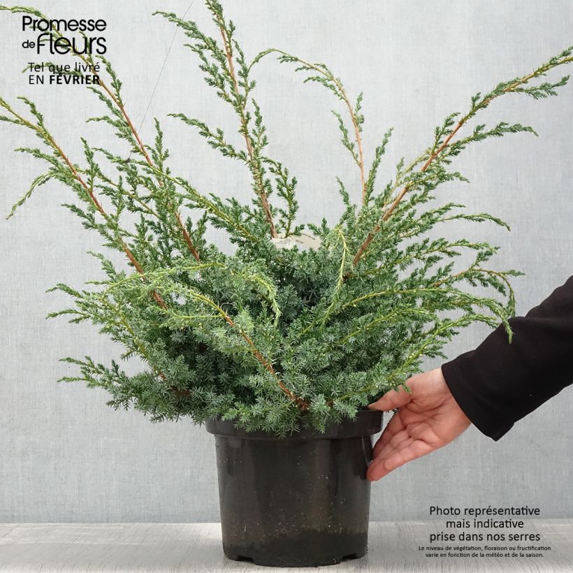 Juniperus chinensis Blue Alps - Genévrier de Chine en pot de 7,5L/10L sample as delivered in winter