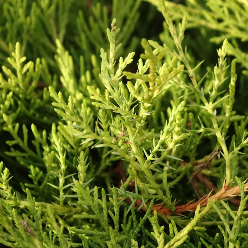 Juniperus pfitzeriana Golden Saucer (Foliage)