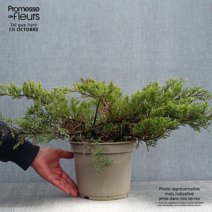 Juniperus sabina Rockery Gem - Genévrier sabine                   Pot de 4L/5L sample as delivered in autumn