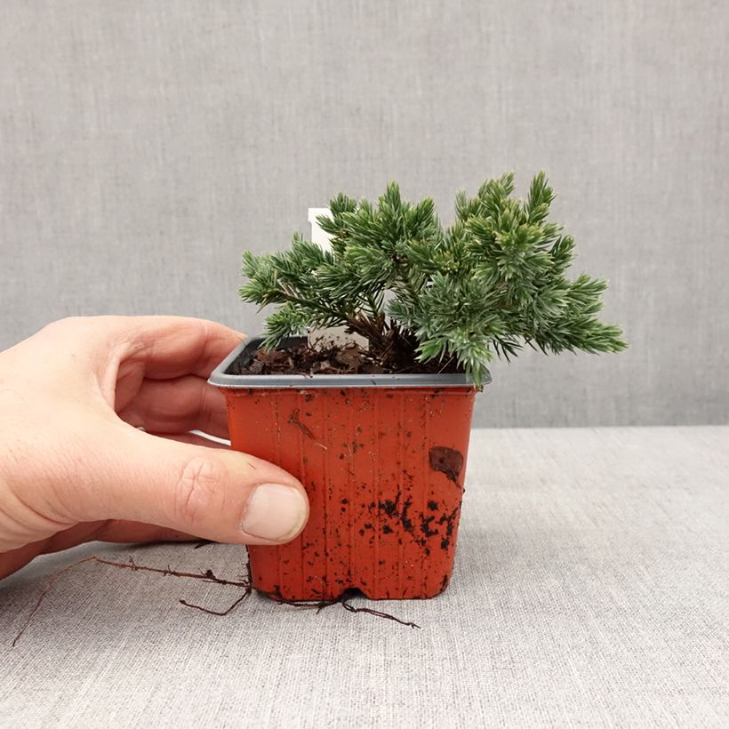 Juniperus squamata Blue Star - Scale juniper 8/9 cm pot sample as delivered in winter