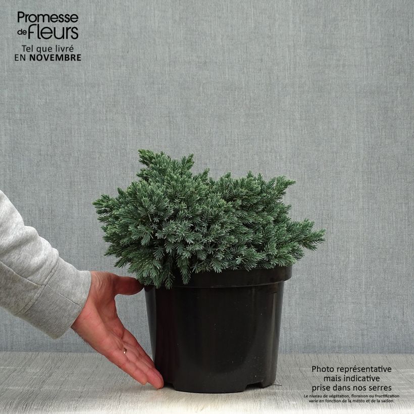 Juniperus squamata Blue Star - Pot de 4L/5L sample as delivered in autumn