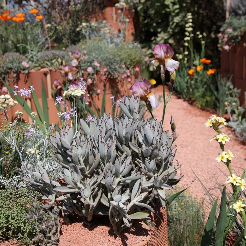 Kalanchoe tomentosa (Plant habit)