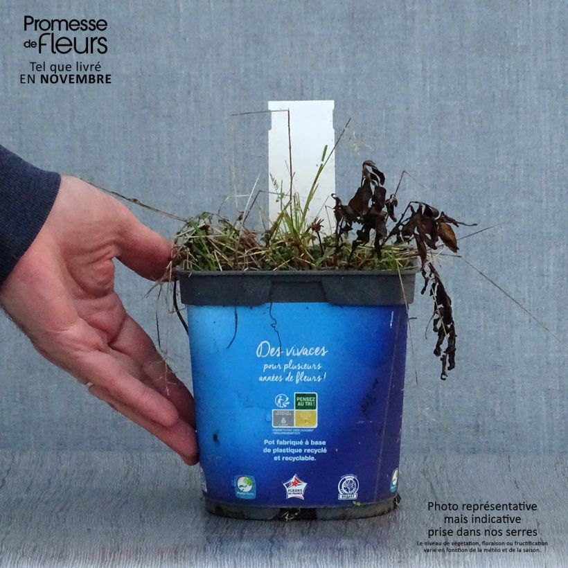 Kalimeris incisa Pot de 2L/3L sample as delivered in autumn