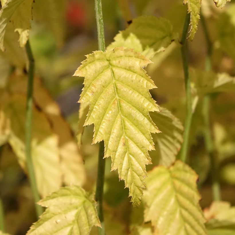 Kerria japonica  (Foliage)