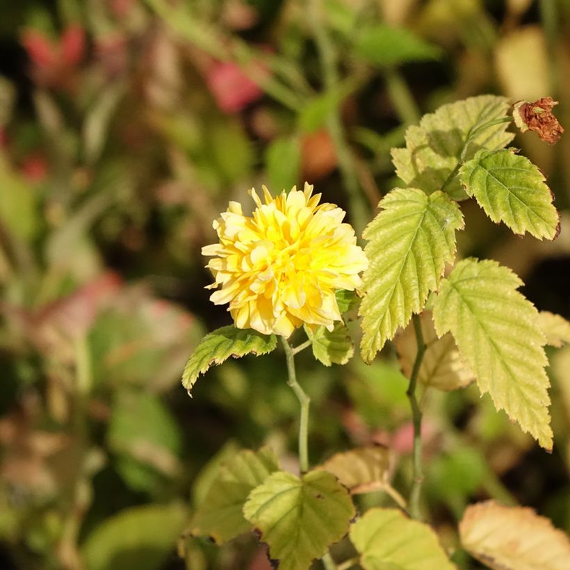 Kerria japonica  (Flowering)