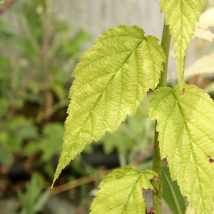 Kerria japonica Golden Guinea - Japanese Rose (Foliage)