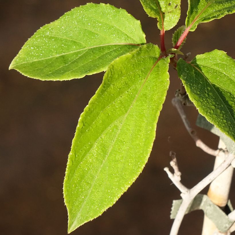 Hardy Kiwi Weima - Actinidia arguta (Foliage)