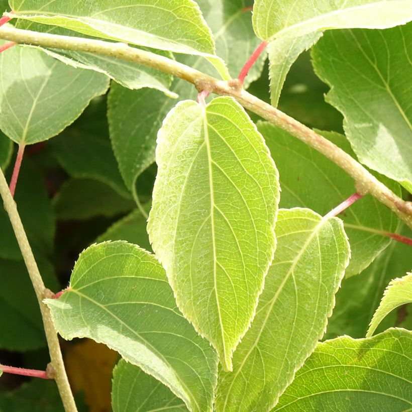 Actinidia arguta Pink Jumbo (Foliage)