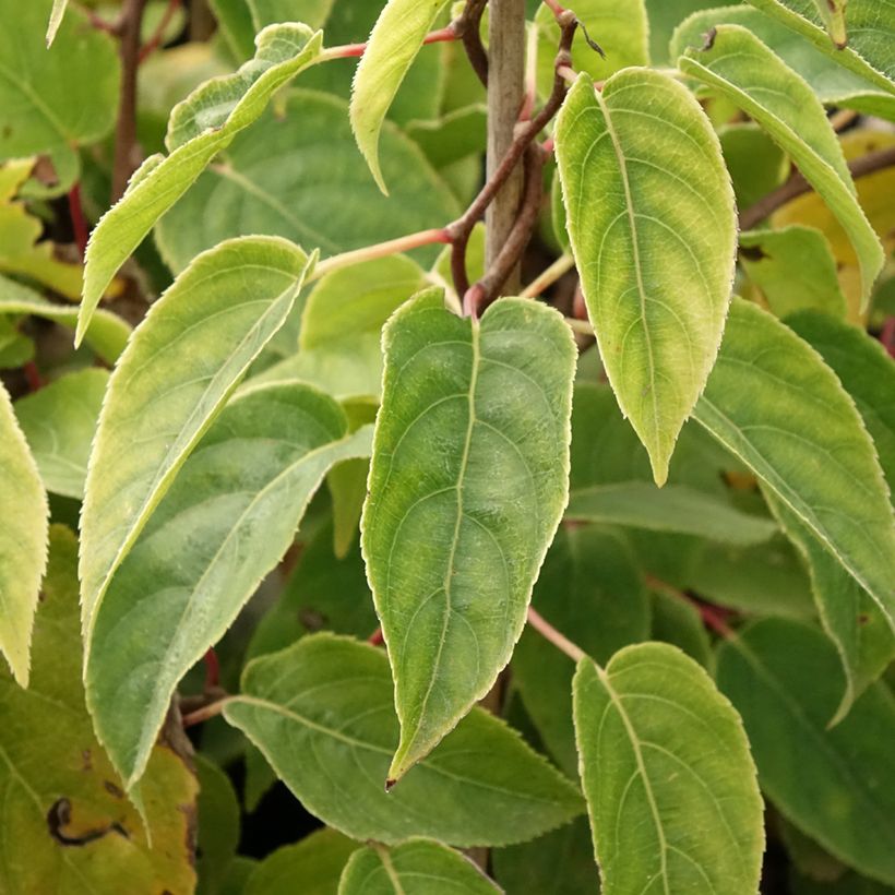 Hardy Kiwi Ken's Red (female) - Actinidia arguta (Foliage)