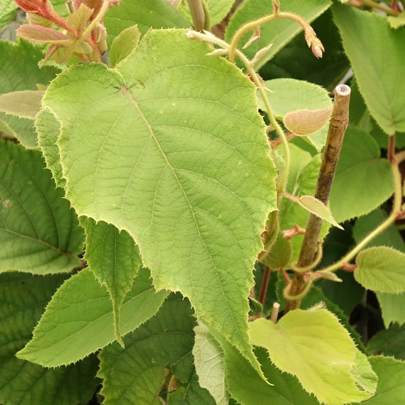 Kiwi Plant Boskoop (self-fertile) - Actinidia deliciosa (Foliage)