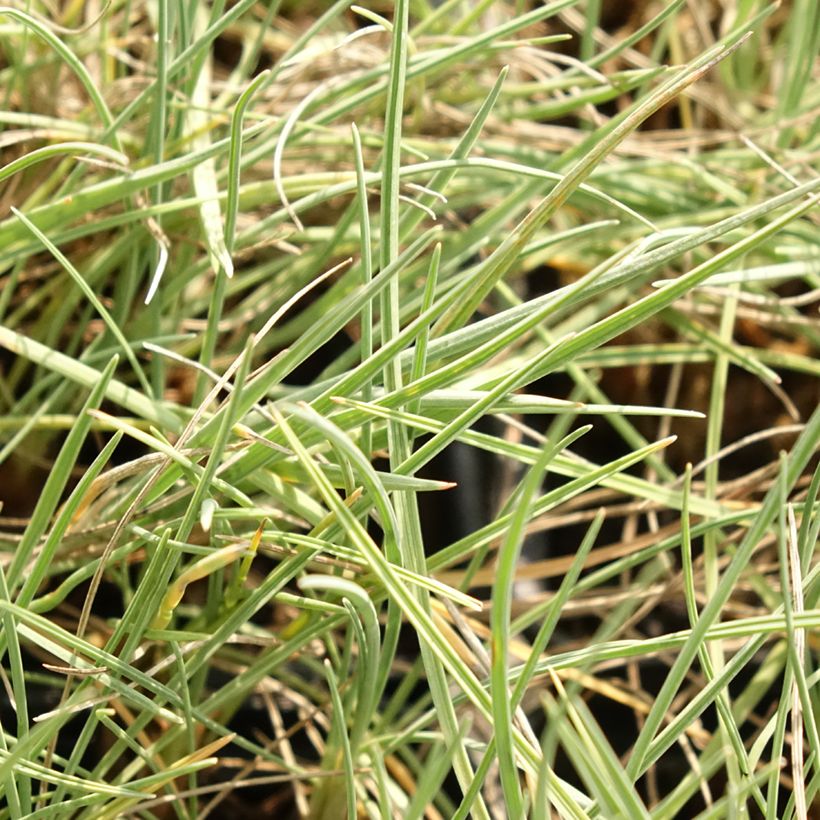 Koeleria glauca (Foliage)