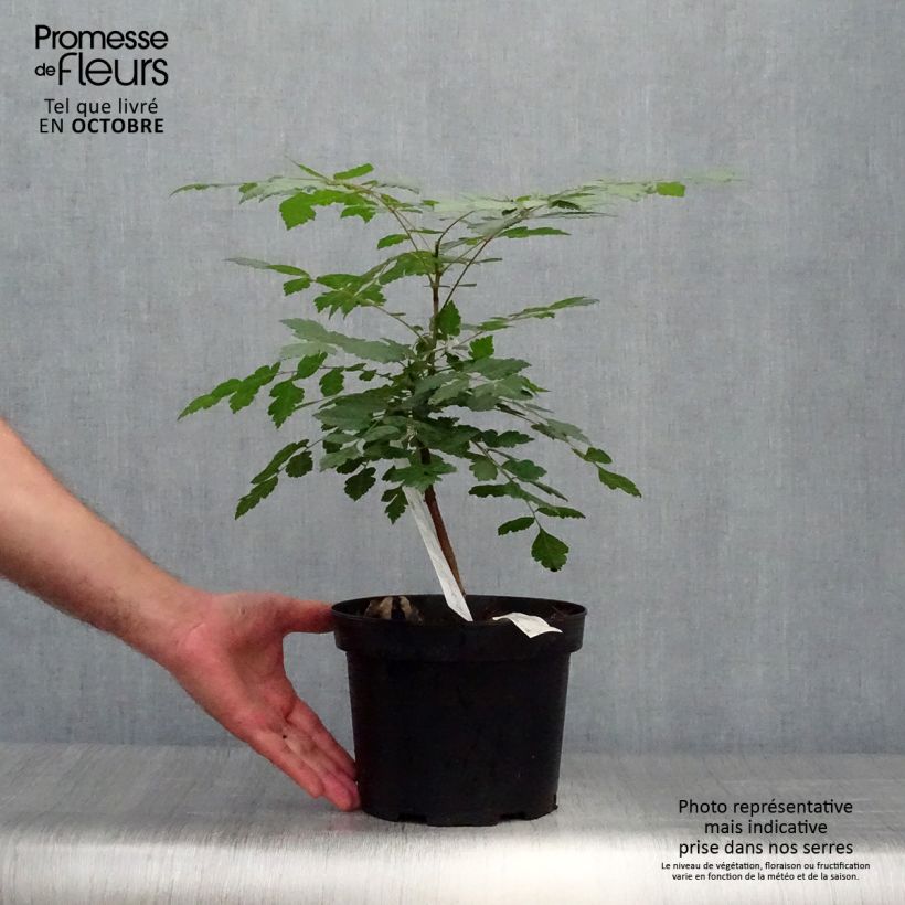 Koelreuteria paniculata - Savonnier de Chine en pot de 3L/4L sample as delivered in autumn