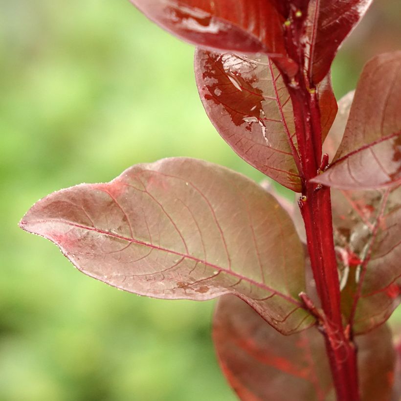 Lagerstroemia indica Black Solitaire Pure White - Crape Myrtle (Foliage)