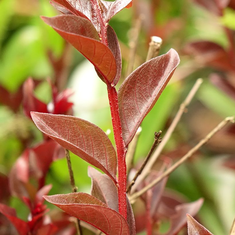 Lagerstroemia indica Black Solitaire Purely Purple - Crape Myrtle (Foliage)