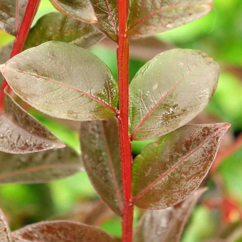 Lagerstroemia indica Black Solitaire Shell Pink - Crape Myrtle (Foliage)