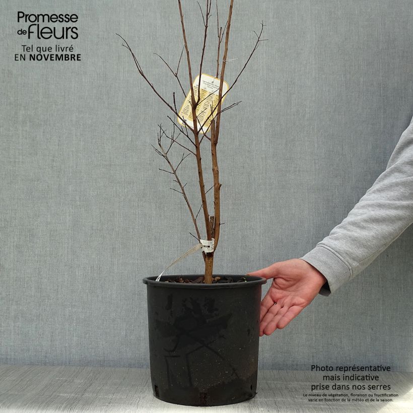 Lagerstroemia indica Dynamite - buisson en pot de 10L sample as delivered in autumn